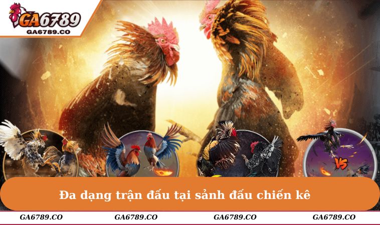 Đa dạng trận đấu tại sảnh đấu chiến kê